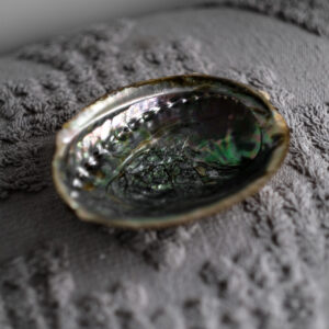 Abalone Shell